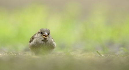 House Sparrow fledgling foraging for food in a field.