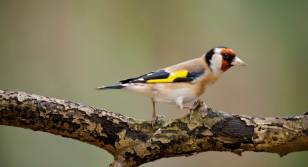 Goldfinch (Carduelis carduelis)