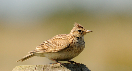 Skylark on post