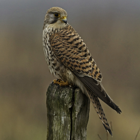 Kestrel