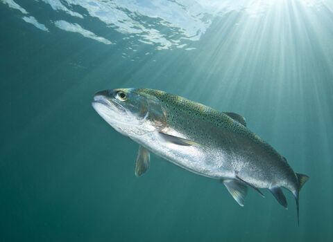 Rainbow Trout
