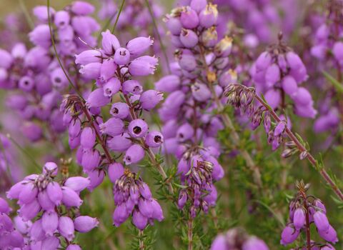Bell Heather