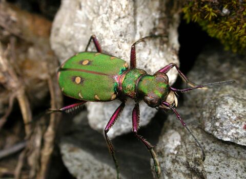 Green Tiger Beetle
