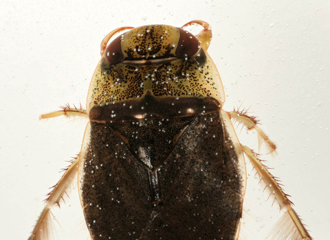 Saucer Bug