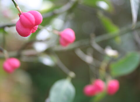 Spindle
