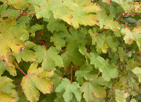 Sycamore