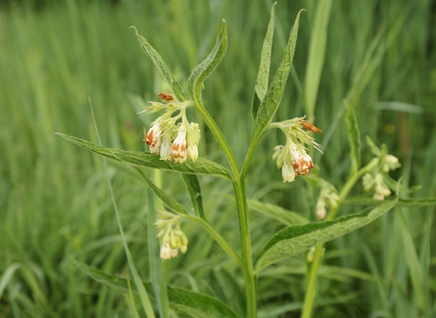 Common Comfrey