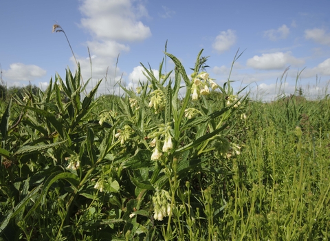 Common Comfrey