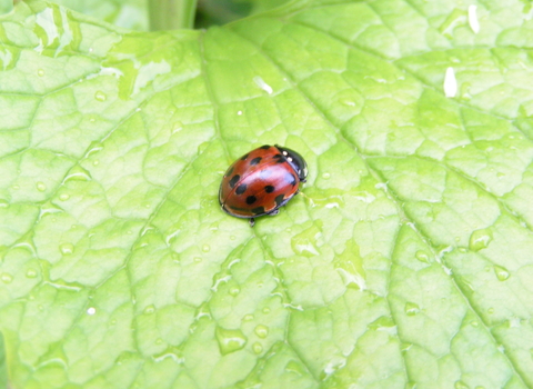 Eyed Ladybird