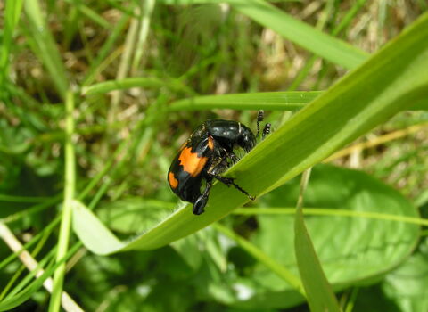 Common Sexton Beetle