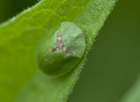 Green Tortoise Beetle