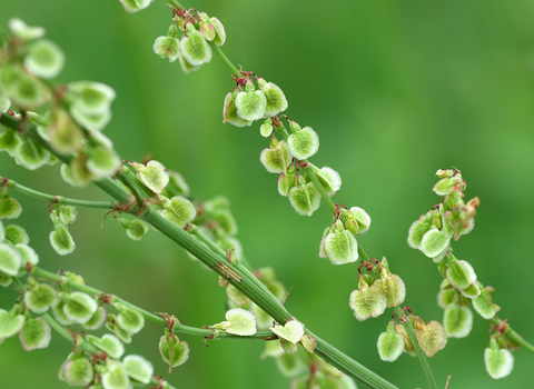 Common Sorrel