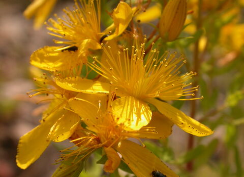 Perforate St John's-wort