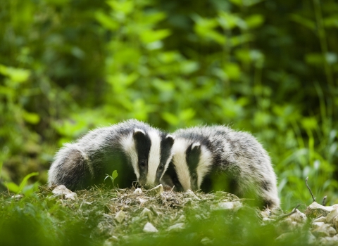 Badger Notts WT credit Elliot Neep NeepImages.com