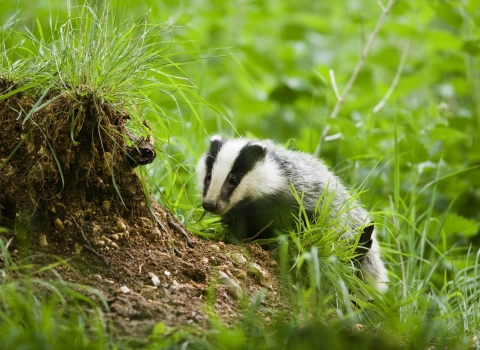 Badger Notts WT credit Elliott Neep NeepImages.com