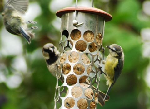 Bird feeder Notts WT cpt Lorna Griffiths