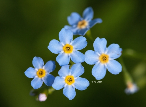 Forget Me Not Wilwell Farm Cutting cpt Al Greer