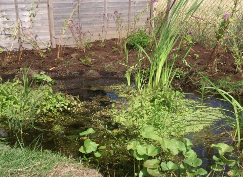 Pond building Notts WT 