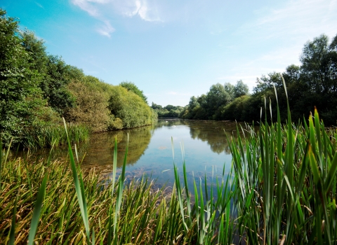 A lake view by a reed bed at Skylarks Nature Reserve