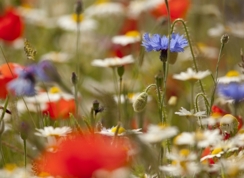 Wildflower Meadow NottsWT