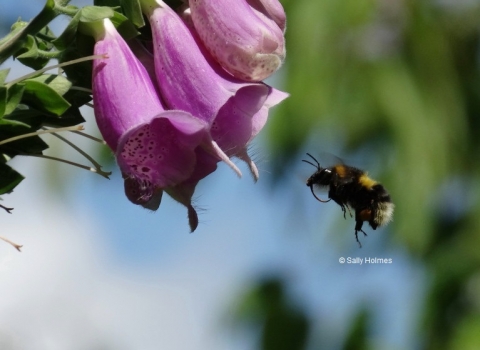 Bee & Foxglove cpt Sally Holmes