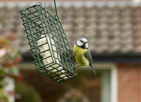 Blue Tit on feeder cpt Ben Hall/2020Vision - Use for 30 Days Wild only