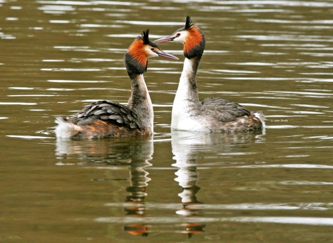 Great Crested Grebe cpt John Smith