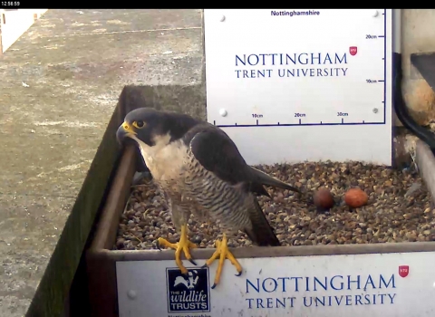 Peregrine Falcon second egg 2018