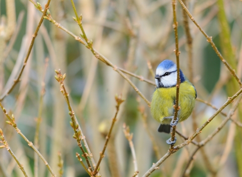 Blue tit Notts WT cpt Amy Lewis