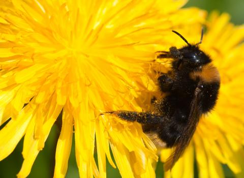 Buff Tailed Bumblebee on Dandelion at Kimberley Cutting Nature Reserve NottsWT cpt Al Greer