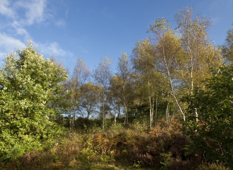 Strawberry Hill Heath Notts WT cpt Electric Egg 