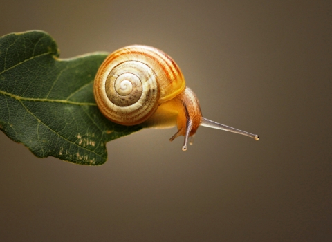 Snail Notts WT cpt Jon Hawkins