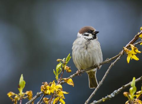 Tree Sparrow NottsWT cpt Rob Lind wwwDOTroblindDOTcom