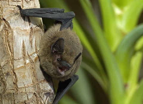 Common pipistrelle bat cpt Sue Charlton