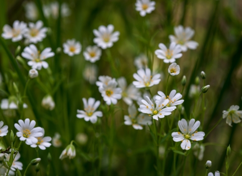 Flowers at EAtn Wood NottsWT cpt Alan West