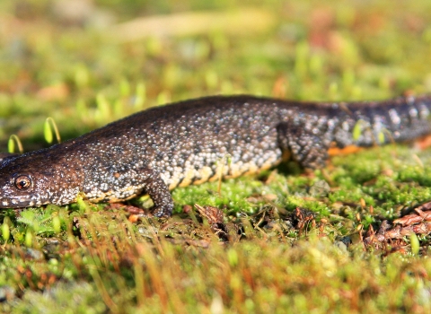 Great crested newt NottsWT cpt Alex Eames