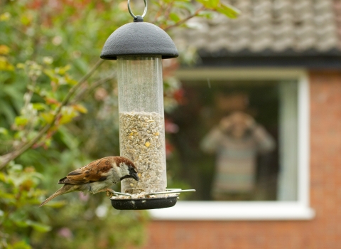 Hanging Bird Feeder wildlifetrusts_40555748138