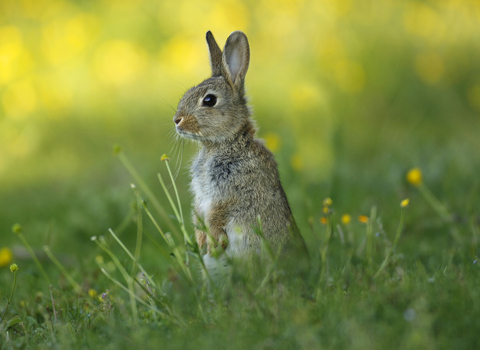 Rabbit Notts WT cpt JonHawkins