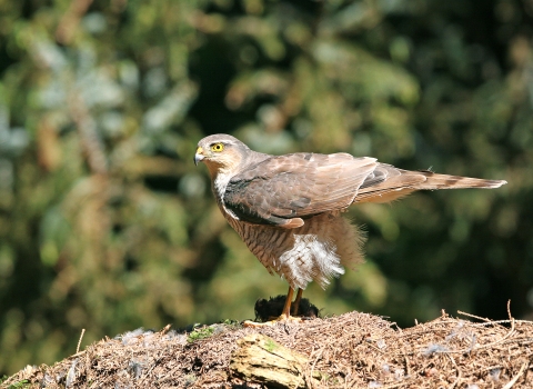 Sparrowhawk female (1) NottsWT cpt John Smith