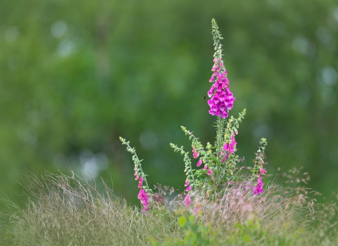 Foxglove Wildnet cpt Jon Hawkins wildlifetrusts_43043867304