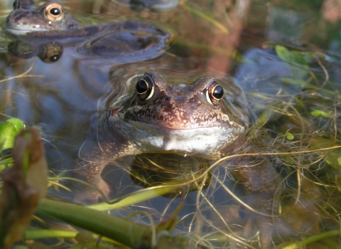 Frog in pond cpt Wildnet Richard Burkmar wildlifetrusts_42318930951
