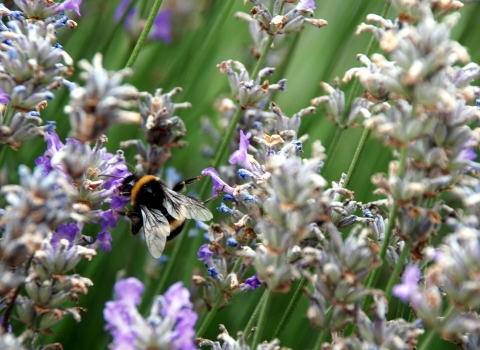 Bee on lavender Wildnet cpt Zsuzsanna Bird wildlifetrusts_40330406645