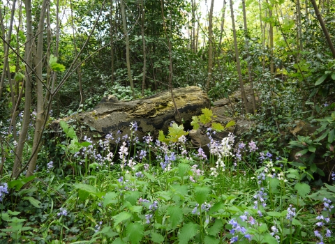 Woodthorpe Meadow Notts WT cpt Mark Lindsay