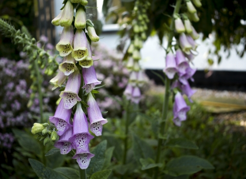 foxgloves credit Heather Keetley