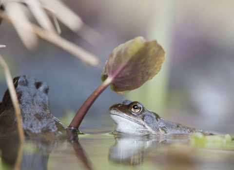 Frog Pond Wildnet wildlifetrusts_40579523912 - cropped