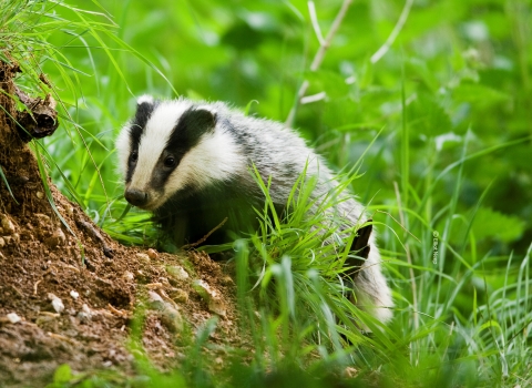 Badger Notts Wt cpt Elliott Neep NeepImages.com (6) Cropped Credit