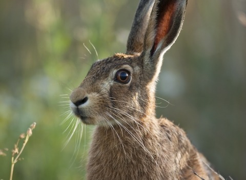 Brown Hare Notts Wt cpt Elliott Neep NeepImages.com (10)