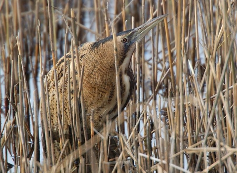 Bittern Notts WT cpt Mike Vickers