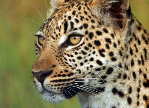 Wildlife Travel Leopard, Pom Pom, Botswana, 30th March 2015