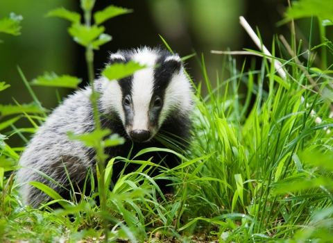 Badger Cpt Elliott Neep